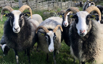 Ullens väg – från nyklippt ull till hantverk