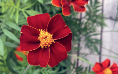 Trädgårdstema i gårdsbutiken | 9 maj